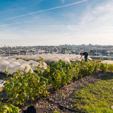 growing food in the city book